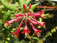 �c�L�k�L�j���h�E