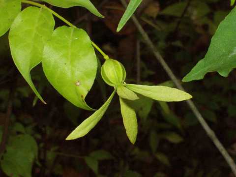 �c�N�o�l�̎�