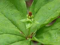 �c�N�o�l�\�E