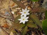 �c�}�g���\�E