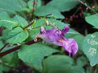 �c���t�l�\�E