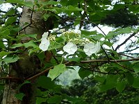 �c���A�W�T�C