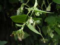 �c���h�N�_�~