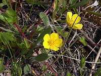 �c���L�W���V��