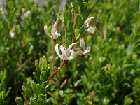 �c���R�P����