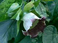 �c���j���W��