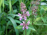 �`�����M�̉�