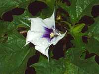 �`���E�Z���A�T�K�I