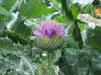 �A�[�e�B�`���[�N�̉�