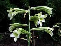 �E�o�����i�W�S���j