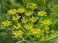 �E�C�L���E