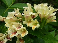 �E�R���E�c�M