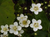 �E���o�`�\�E