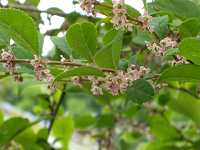 �E�����h�L