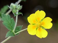 �E���W���L���o�C