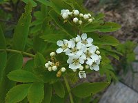 �E���W���i�i�J�}�h