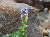 �E���b�v�\�E