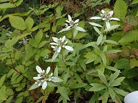 �E�X���L�\�E