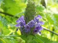 �E�c�{�O�T