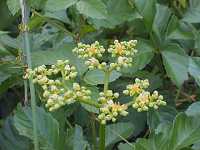 ���u�K���V