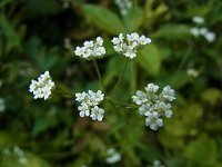 ���u�W���~