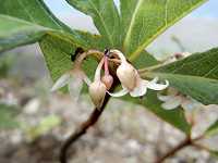 ���u�R�E�W