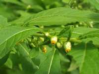 ���u�^�o�R