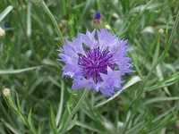 ���O���}�M�N