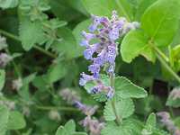 ���N���E�T���r�A