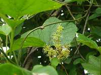 ���}�u�h�E