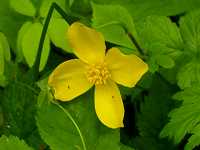 ���}�u�L�\�E