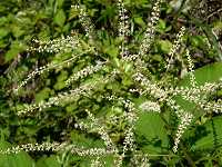 ���}�u�L�V���E�}