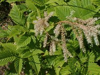 ���}�u�L�V���E�}