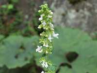 �V���o�i���}�n�b�J