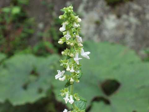 �V���o�i���}�n�b�J