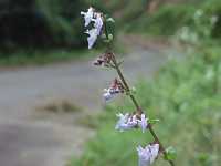 ���}�n�b�J