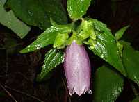 ���}�z�^���u�N��