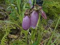 ���}�z�^���u�N��