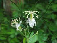 ���}�z�g�g�M�X