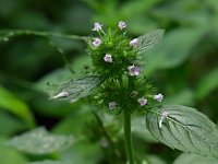 ���}�N���}�o�i