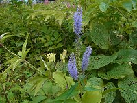 �R�ڗ��Ք�