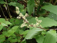 ���}�g���L�U�T