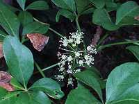 ���}�E�R�M