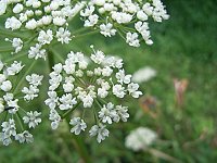 ���}�[��