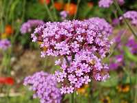 ���i�M�n�i�K�T