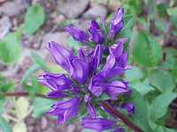 �����h�E�U�L�J���p�j����