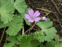 �����Q�t�E��