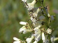 ���u�X�}�\�E