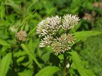 ���c�o�q���h��