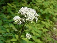 ���c�o�q���h��